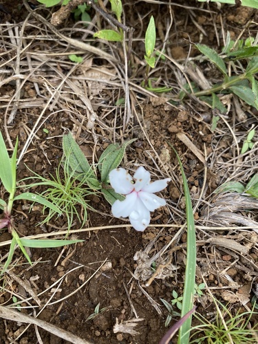 Hypoxis baurii, photograph 1