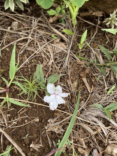 Hypoxis baurii, photograph 2