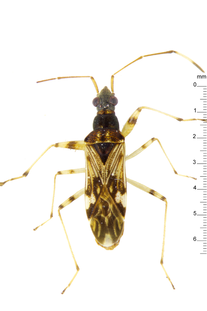 Pamerana sarawakensis