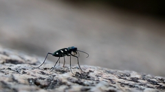 Cosmodela aurulenta juxtata