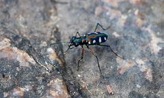 Cosmodela aurulenta juxtata