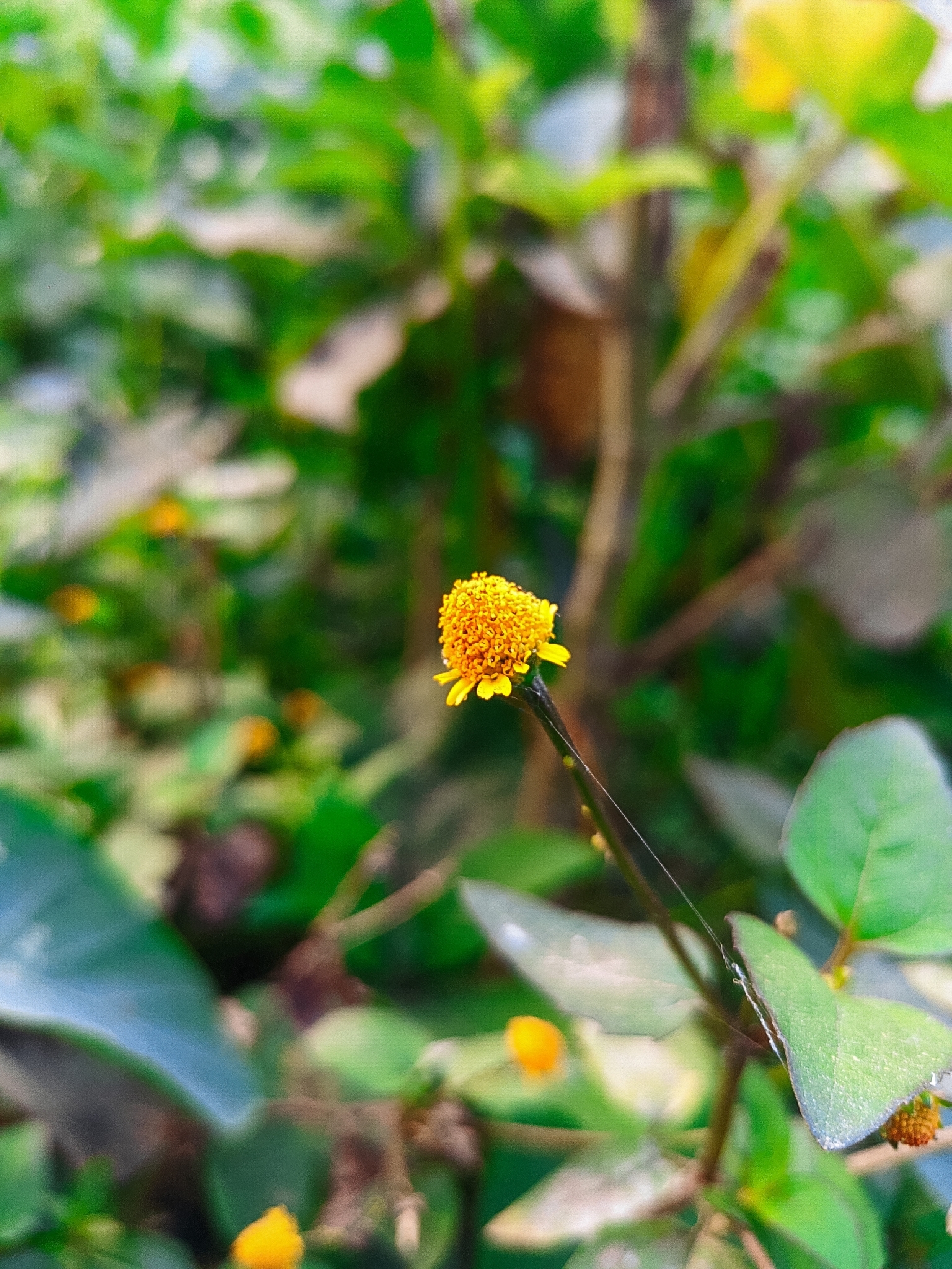 Jambu (Pflanzenart) (Acmella oleracea): Herkunft und Verwendung — foto 2