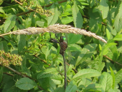 Somatochlora linearis