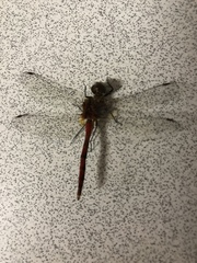 Sympetrum pallipes