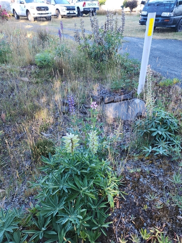 Bog Lupine seedling