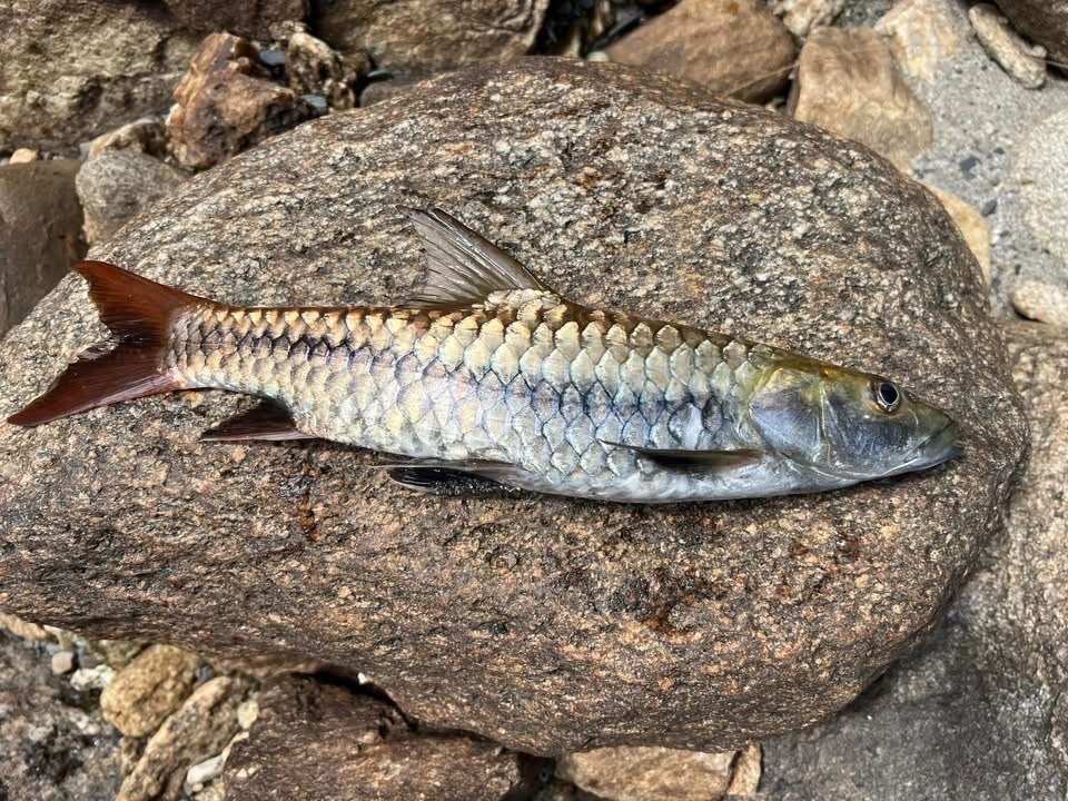 Yingjiang Mahseer