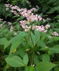 Koenigia campanulata