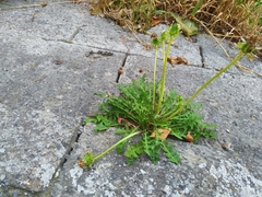 Taraxacum officinale