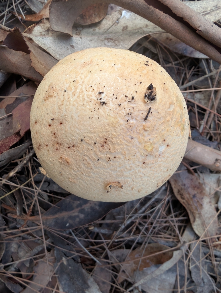 Amanita ochrophylla · February 2025 · photo: © teacay (iNaturalist, cc-by-nc)