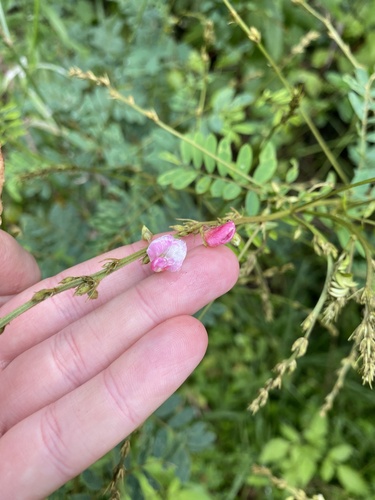 Pioneer Hoarypea (Tephrosia polystachya)