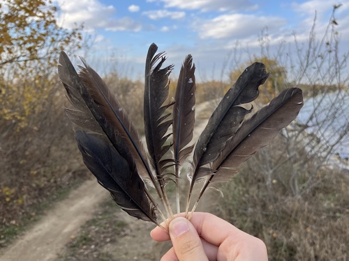 Plume de Cormoran pygmée
