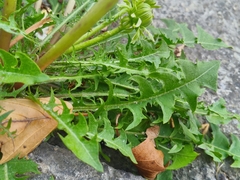 Taraxacum officinale