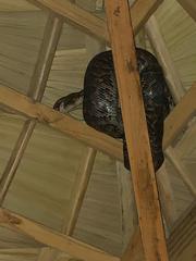 Chilabothrus striatus