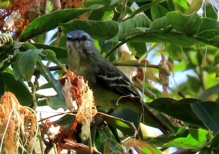 Yellow-crowned Tyrannulet (Tyrannulus elatus), photo 5