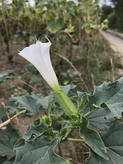 Datura stramonium