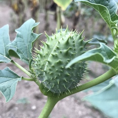 Datura stramonium