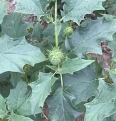 Datura stramonium