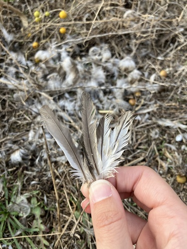 Plume de Grèbe castagneux