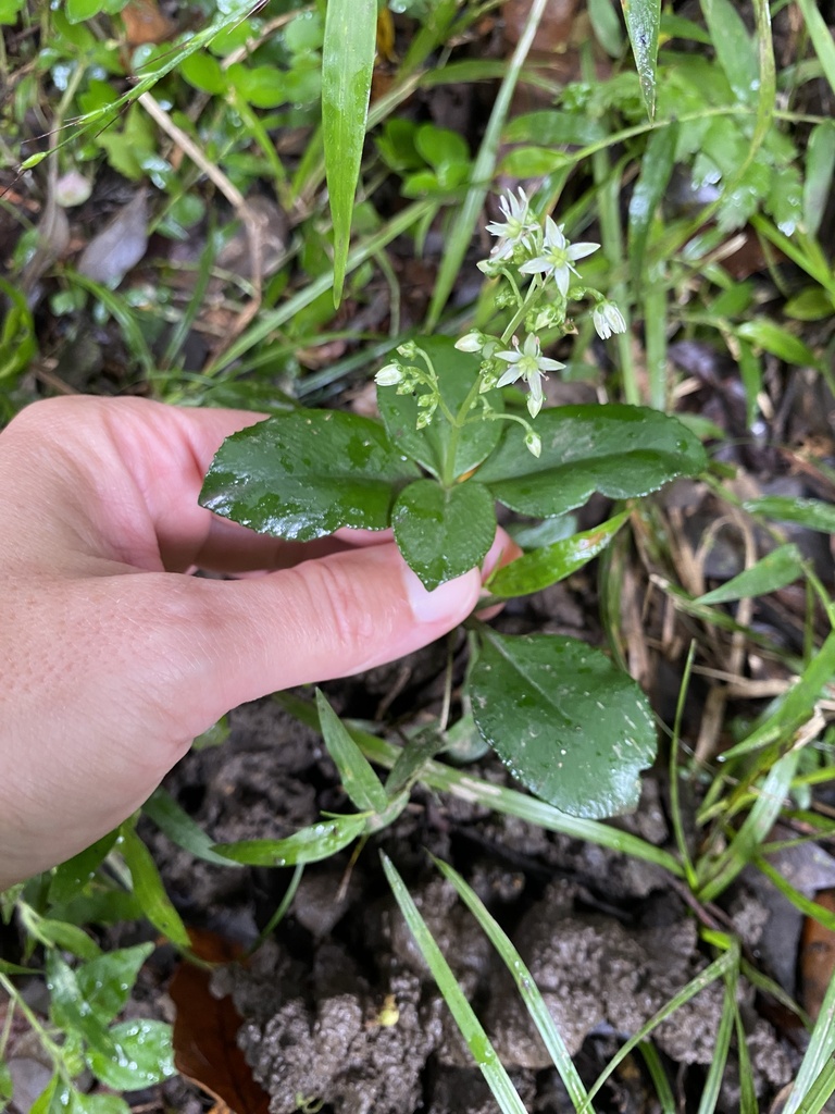 Crassula inandensis, Hiking Path, Harding, KwaZulu-Natal, ZA
