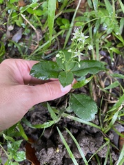 Crassula inandensis