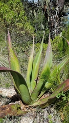 Agave atrovirens