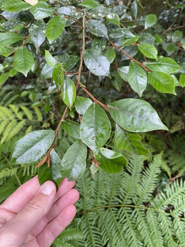 Trichocladus ellipticus (Trichocladus ellipticus)