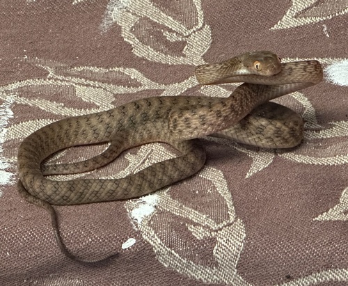 Brown Tree Snake sighting