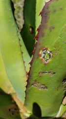 Agave atrovirens