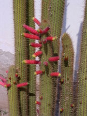 Cleistocactus smaragdiflorus