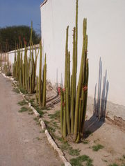 Cleistocactus smaragdiflorus
