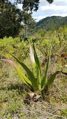 Agave atrovirens