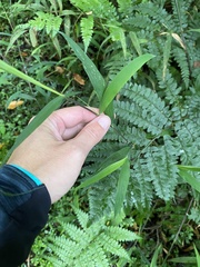 Maltebrunia prehensilis (Maltebrunia prehensilis)