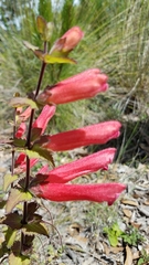 Lamourouxia rhinanthifolia