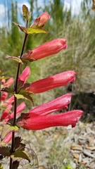 Lamourouxia rhinanthifolia