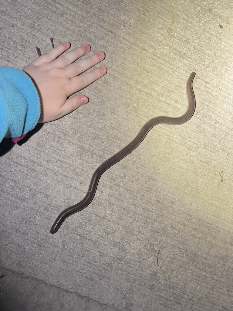 Blackish Blind Snake