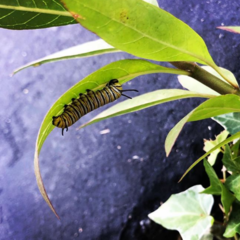 Danaus plexippus