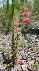 Lamourouxia rhinanthifolia