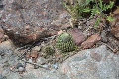Orostachys thyrsiflora
