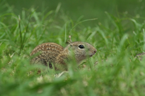 Mexican Ground Squirrel