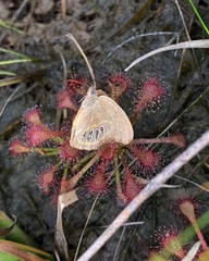 Neonympha areolatus