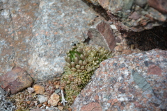 Orostachys thyrsiflora