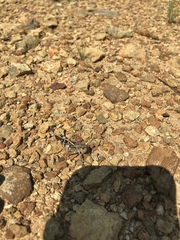 Hippiscus ocelote