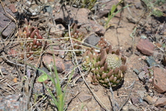 Orostachys thyrsiflora