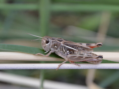 Arcyptera microptera