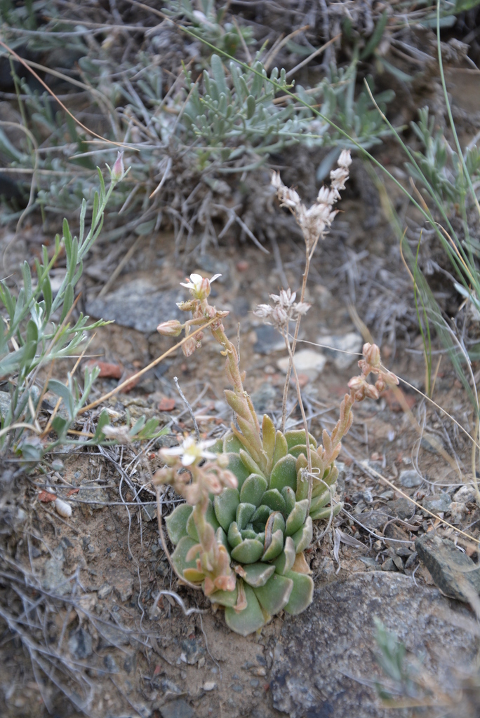 Rosularia platyphylla (Schrenk) A.Berger 3