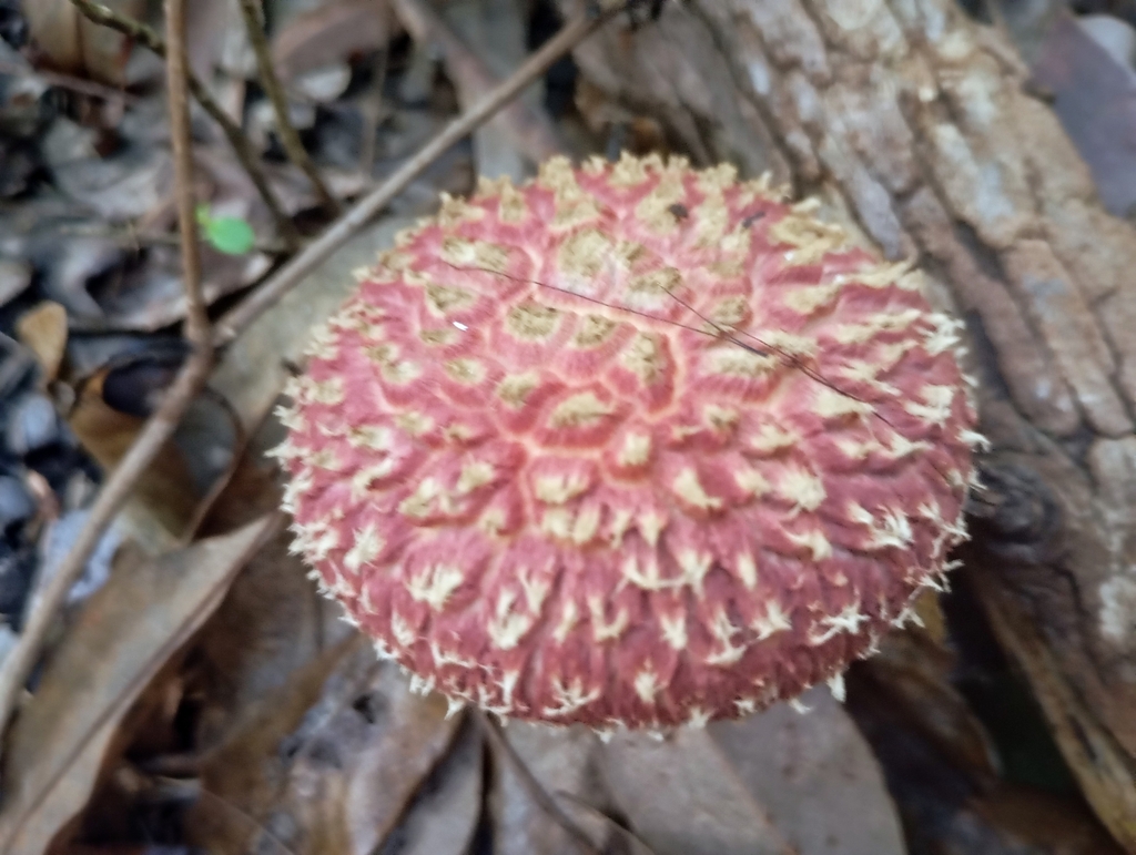 Boletellus deceptivus · February 2025 · photo: © nic93 (iNaturalist, CC)