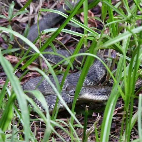 Tiger Snake sighting