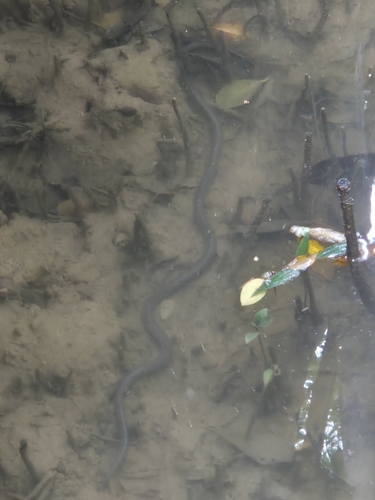 Cantor's Mangrove Snake