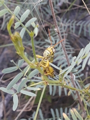 Agroecotettix modestus