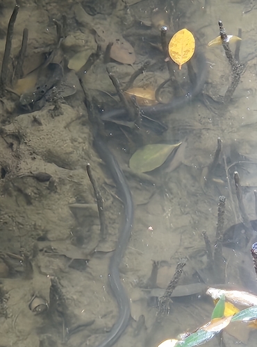 Cantor's Mangrove Snake